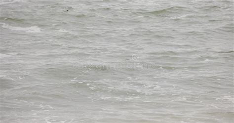 Image result for How to Catch Diving Fish