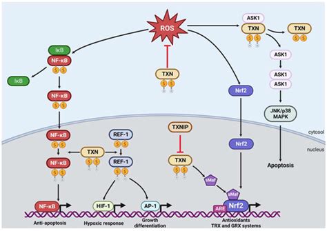 Evolutionarily Conserved Role of Thioredoxin Systems in Determining ...
