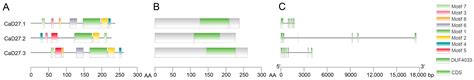 Genome-Wide Identification and Expression Characterization of the D27 ...