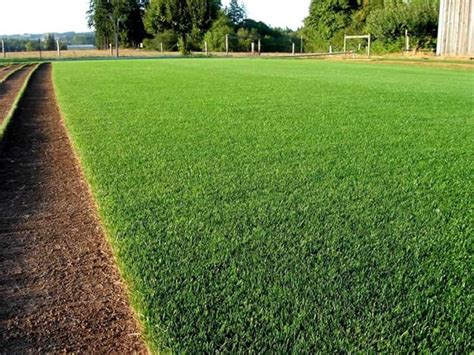 Bermuda grass seeds – Grow Garden