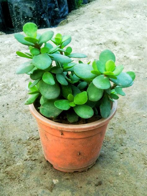 Plants under 50rs. – Plantncr