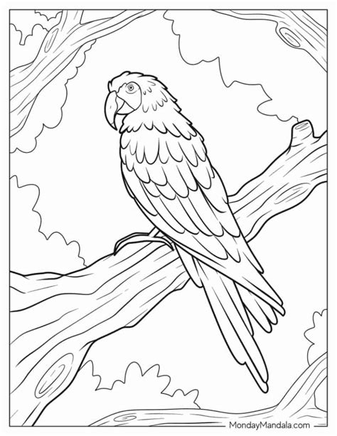 Image result for Parrot Coloring Pages