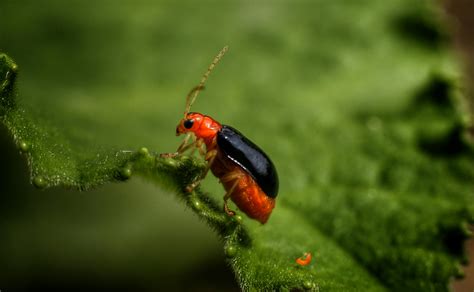 Rice Weevil 的图像结果