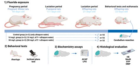 Intrauterine and Postnatal Exposure to High Levels of Fluoride Is ...