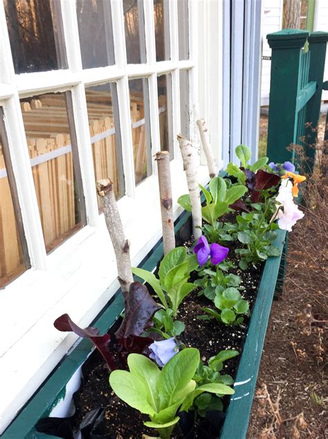 Get Dirty: How to Plant a Window Box - Tilly's Nest