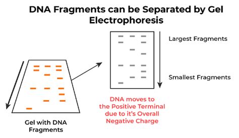Biotechnology: Principles and Processes Chapter Notes - Biology Class ...