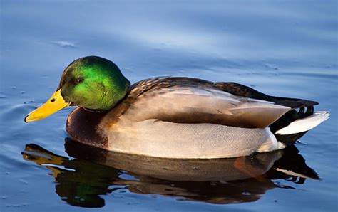 Image result for Animals Using Sign Language