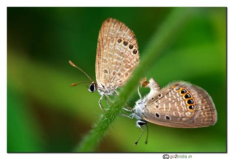 go2india.in : Butterflies mating behind a stick