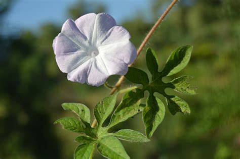 CUPIDS FLOWER (IPOMOEA PESTIGRIDS) - Kerala Naturals