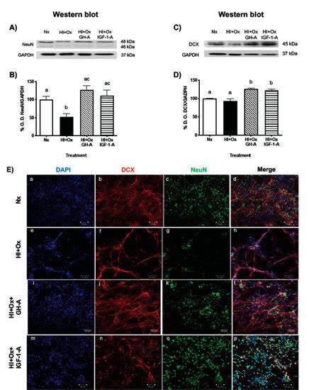 Neuroprotective Effects of Growth Hormone (GH) and Insulin-Like Growth ...