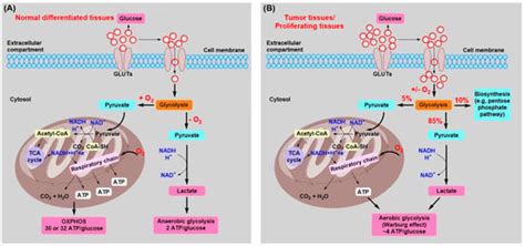 Tumor Energy Metabolism and Potential of 3-Bromopyruvate as an ...