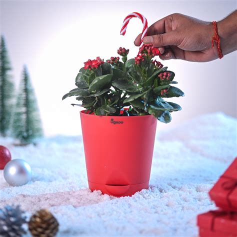 Kalanchoe Mix Plant for Christmas – Ugaoo