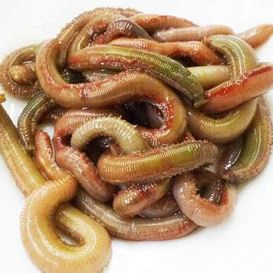Image result for Python Snake Game Code Copy and Paste