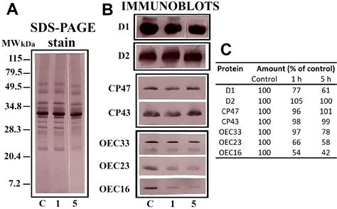 Investigation of Photosystem II Functional Size in Higher Plants under ...