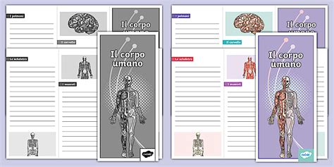 Modello di opuscolo: Il corpo umano (teacher made) - Twinkl