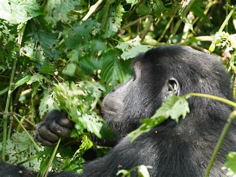 KAFU SAFARIS (2026) All You Need to Know BEFORE You Go (with Reviews ...