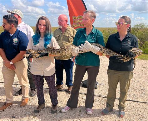 Florida Python Roundup 的图像结果