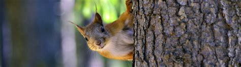 Download wallpaper animals, nature, tree, protein, rodent, section ...