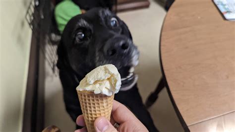 Image result for Seiko Spring Drive Watch Common Problems