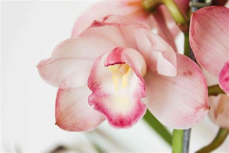How to Grow and Care for Cymbidium Orchids