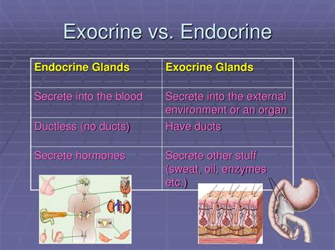 Difference Between Exocrine Endocrine Glands And Their Enzymes | My XXX Hot Girl