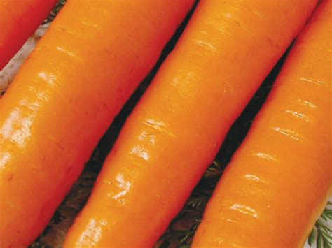 Carrot-Starke Ayres | Starke Ayres
