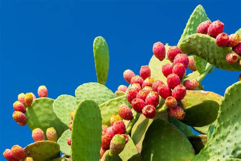 Nopal (Prickly Pear) Nutrition Facts and Health Benefits