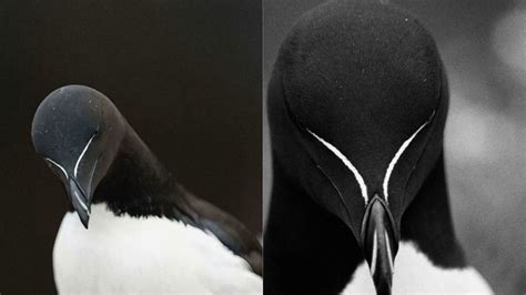 razorbill | Animales, Criatura, Arte