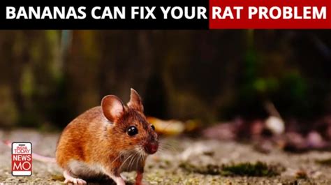 Scientists Reveal How to Get Rid of Rats and Mice With Bananas | IndiaToday