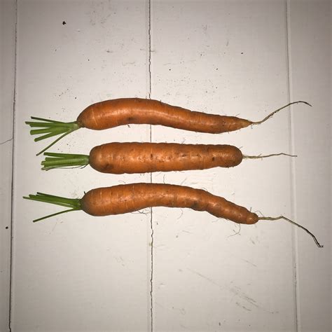 Companion planting: carrots and spring onions – London to Land Girl