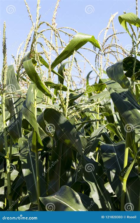 Green stalks of corn stock image. Image of environment - 121820303