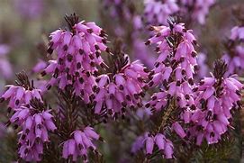 Image result for Evergreen Blooming Plants