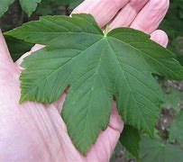 Image result for Sycamore Leaf