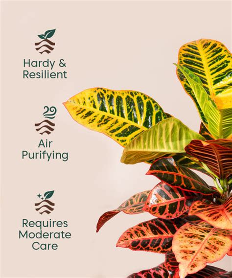 Croton Petra with Metal Self Watering Pot – Kyari.co