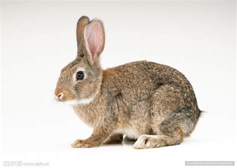 灰兔荒野白色乐趣动物哺乳动物毛皮灰色宠物农业耳朵高清图片下载-正版图片321805626-摄图网