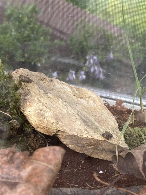 Toad Mario Sick 的图像结果