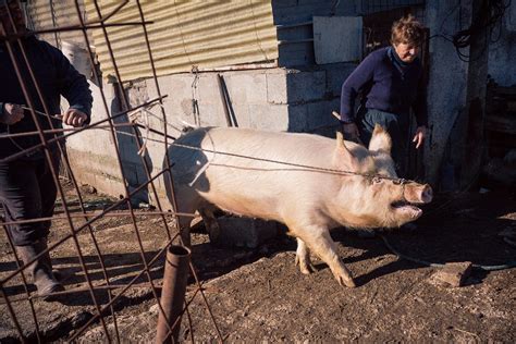 Python Kills Pig 的图像结果