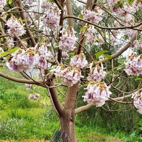Fast Growing Fragrant Paulownia Fortunei Tree Seeds India | Ubuy