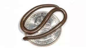 5 smallest and cutest snakes found in the wild