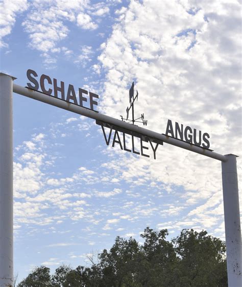 Schaff Angus Valley bull sells for record $1.51 million - Agweek | #1 ...