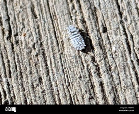 Mealybug Destroyer (Cryptolaemus montrouzieri Stock Photo - Alamy