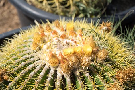 Golden Barrel Cactus — GDNC Nursery