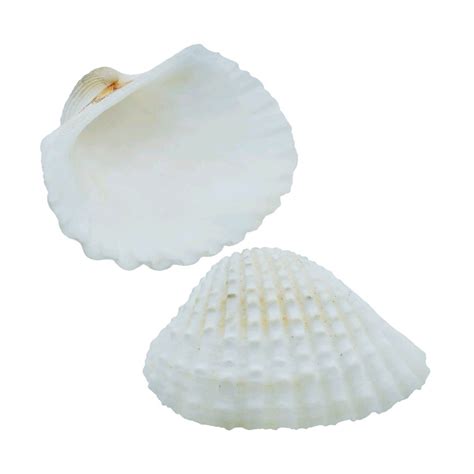 Kakinada Chippi Shells - 100 Grams – SATYAM STATIONERS