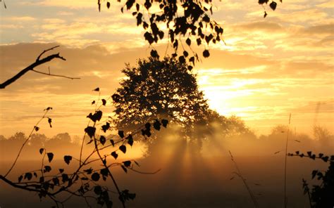 Download wallpaper 3840x2400 sunset, trees, fog, rays, dusk 4k ultra hd ...