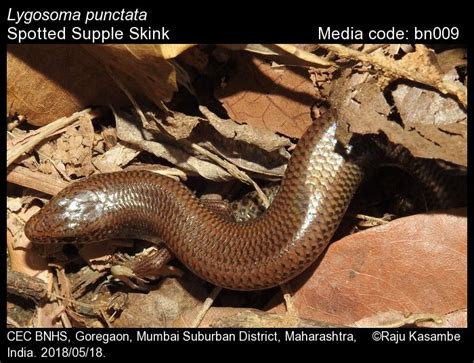 Lygosoma punctata (Gmelin, 1799) - Spotted Supple Skink | Reptiles