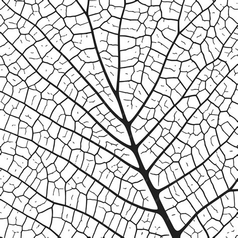 Textura da veia das folhas fundo abstrato com close up células de ...