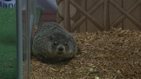 Groundhog Day 2026: Did Staten Island Chuck see his shadow today? Check ...