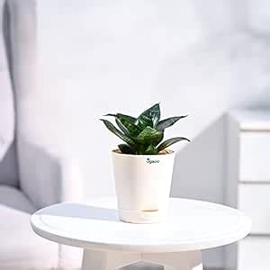 Ugaoo Sansevieria Green Air Purifier Snake Plant with Self Watering Pot ...