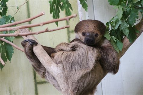 Image result for Linne's Two-Toed Sloth