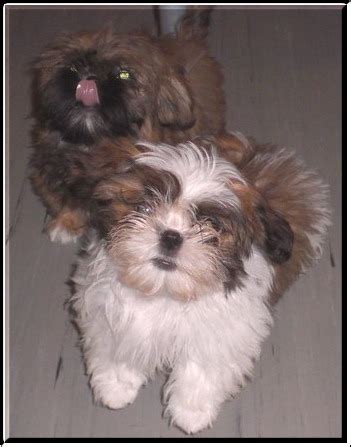 in feldatal | Tiere | Kleinanzeigen